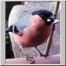 Pyrrhula pyrrhula - Gimpel m10.jpg